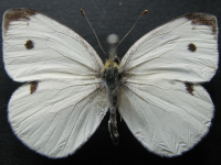 Pieris rapae - Adult